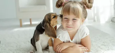 Дети и безопасное общение с собаками