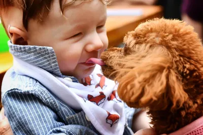 Жертвы укусов бездомных животных\": правила безопасности детей рядом с  собакой - SakhalinMedia.ru