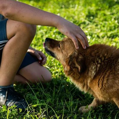 15 преимуществ завести собаку: плюсы домашних животных
