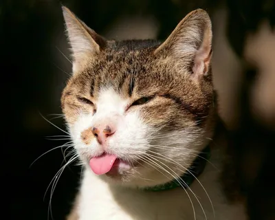 ТОП-10 самых красивых кошек с фото и названиями | РБК Life