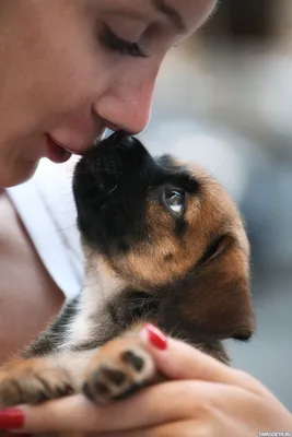 Животные, #Девушка, #Собаки, #аватары, #картинки, #фото, #авы,  https://avatarko.ru/kartinka/7450 | Самые милые животные, Симпатичный  щенок, Детеныши животных
