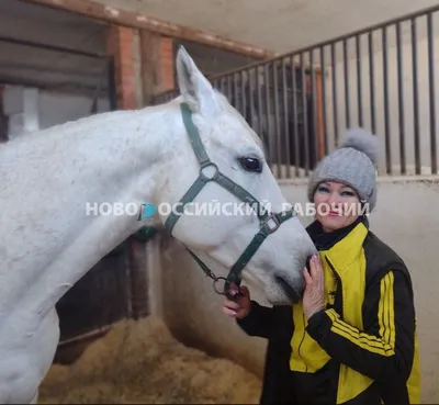 Жастар» Конно-спортивный комплекс | Барнаул | 🐴Мотивация лошади к общению  с человеком | Facebook