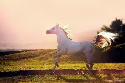 Упражнения для лошади - прокачать спину | Prokoni.ru