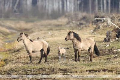Дикие лошади бежать в пустыне Стоковое Фото - изображение насчитывающей  лошадь, мустанг: 118089404