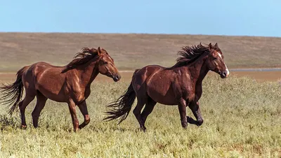 Природа Байкала | Дикие лошади