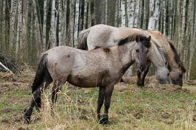 Дикие лошади в Елгаве «подрабатывают газонокосилками» / Статья