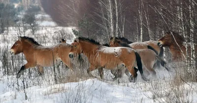 В Беларуси расплодились дикие лошади. В Минлесхозе объяснили, почему их  лучше не кормить