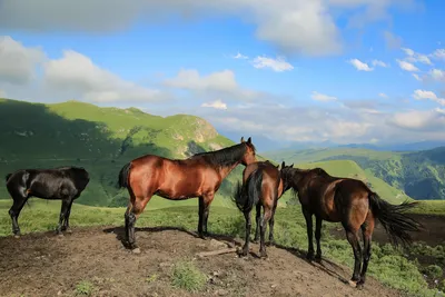 Nature Communications: Дикие лошади живут в многоуровневой социальной  структуре - EcoPravda.ru