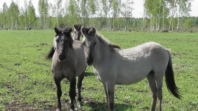 El País (Испания): тайна чернобыльских диких лошадей (El País, Испания) |  07.10.2022, ИноСМИ
