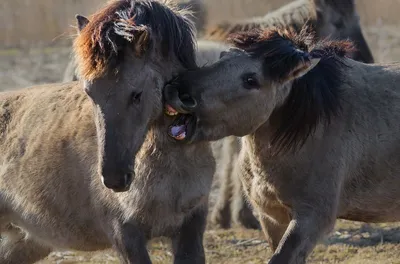 Скачки и объездка диких лошадей на Горном Алтае // Конные забавы - YouTube
