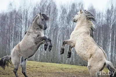 Дикие лошади. Photographer Patreev Oleg