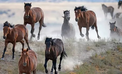 Мурманчане призвали поучиться воспитанию у диких лошадей | Телекомпания ТВ21