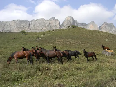 Девять видов лошадей, которые существуют в дикой природе в наши дни |  Кафедра зоологии | Дзен