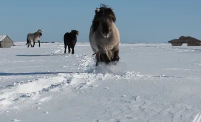 Для диких лошадей в Кузомени собирают продукты на зиму - KP.RU