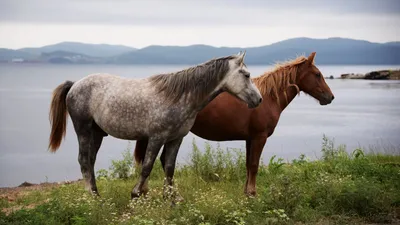 Млын.by - ФОТО ДНЯ: лошади Все современные породы домашних лошадей  произошли от диких лошадей, обитавших между Днепром и Уралом, и  прирученных, по данным генетиков, около 4200 лет назад. Одомашненная лошадь  и осёл