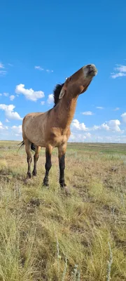 Диких лошадей из Кузомени ввезли в Калужскую область с нарушениями |  Информационное агентство «Би-порт»