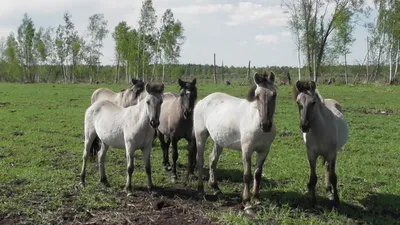 По решению суда диких лошадей в Мурманской области обеспечат уходом — РБК