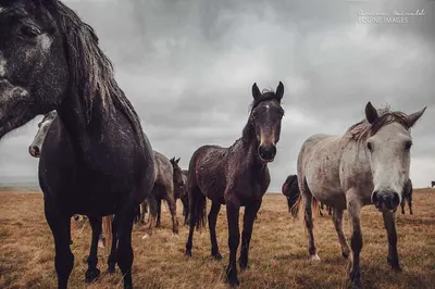 Табун красивых диких лошадей в лете Стоковое Фото - изображение  насчитывающей наследие, лошадь: 124008050