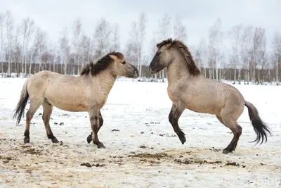 Группа Диких Лошадей — стоковые фотографии и другие картинки Лошадь - Лошадь,  Коник, Пить - iStock