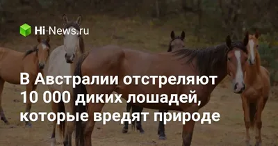 Лошади Пржевальского живут в Чернобыльском заповеднике | Комментарии.Киев