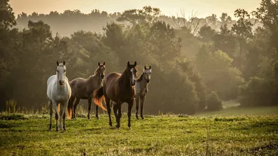 Обои лошади, трава, стадо, прогулка, деревья, туман картинки на рабочий стол,  фото скачать бесплатно