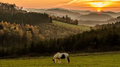 Обои лошадь, горы, поле, закат картинки на рабочий стол, фото скачать  бесплатно
