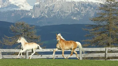 Лошади скачать фото обои для рабочего стола (картинка 10 из 11)