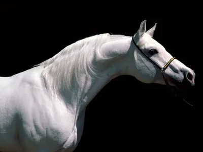 Белая лошадь обои для рабочего стола, картинки и фото - RabStol.net