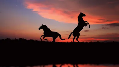 Скачать фотообои для рабочего стола: Фото лошади, лошадь, конь, обом для рабочего  стола