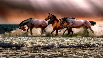 Лошадь на дыбах обои для рабочего стола, картинки Лошадь на дыбах,  фотографии Лошадь на дыбах, фото Лошадь на дыбах скачать бесплатно |  FreeOboi.Ru