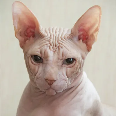 Донской сфинкс: фото и описание породы кошек (характер, уход и кормление)