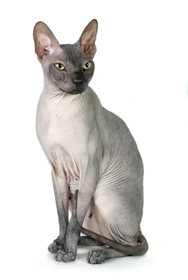 Донской сфинкс – особенная кошка для особенных людей | Собакевичи | Дзен