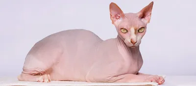 Порода донской сфинкс - Породы кошек обзор на Gomeovet