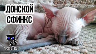 Донской сфинкс - описание породы кошек: характер, особенности поведения,  размер, отзывы и фото - Питомцы Mail.ru