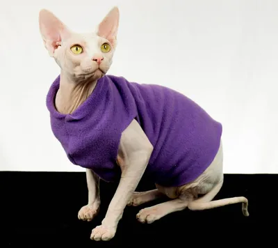 ✓ Донской сфинкс - порода российских бесшёрстных кошек - YouTube