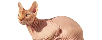 Кошка, порода донской сфинкс, окрас …» — создано в Шедевруме