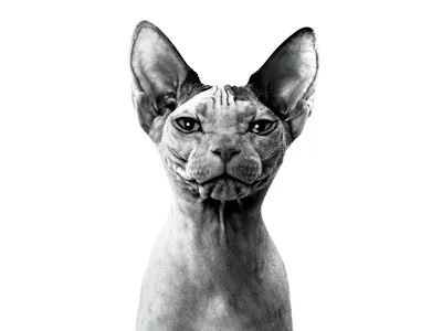 Канадский сфинкс кошка: фото, характер, описание породы