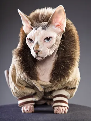 Донской сфинкс кот Феликс | Пикабу