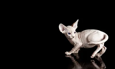Донской сфинкс кошка: описание, характер, фото, цена