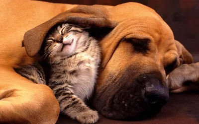 Милее некуда. Подборка фото дружбы кошек и собак | Кошки и собаки | Дзен