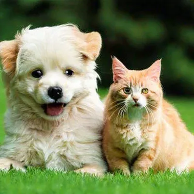 Друзья навсегда: кошки и собаки» — создано в Шедевруме