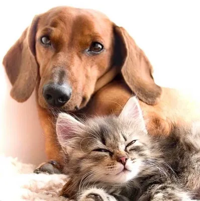 Кошки и собаки лучшие друзья человека, но также порой и лучшие друзья друг  друга, хоть принято считать что враги. Это… | Cute cats and dogs, Cute  cats, Baby animals