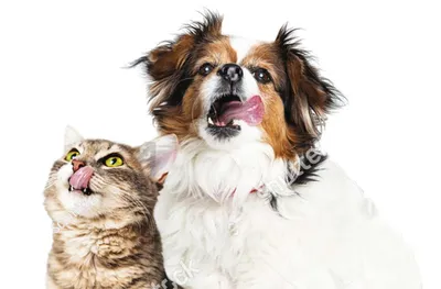 Чем кошка и собака могут заразиться друг от друга?