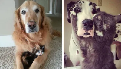 10+ милых фото, доказывающих, что кошки и собаки без ума друг от друга