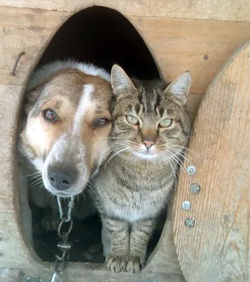 Понимают ли кошки и собаки язык друг друга?» — Яндекс Кью