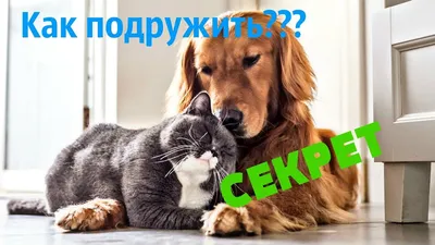 Разрушители мифа: фото кошек и собак, которые обожают друг друга