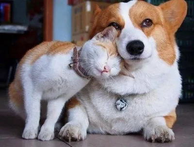 Фото Собаки и кошки: друзья или враги?