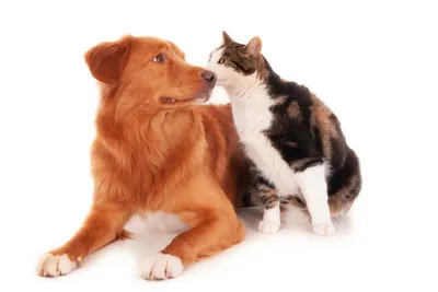 Понимают ли кошки и собаки друг друга?! #узнайпропитомца #котики🐈 #не... |  TikTok