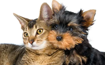 Адвент-календари для собак и кошек на 2023 год, чтобы побаловать наших  пушистых друзей! - Sortiraparis.com