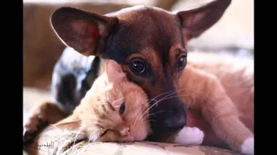 Cat Care Community - Дружба кошки и собаки Наверняка, не найдется ни одного  человека, которому бы не была знакома крылатая пословица о том, «как кошка  с собакой живут…». Как правило, когда мы